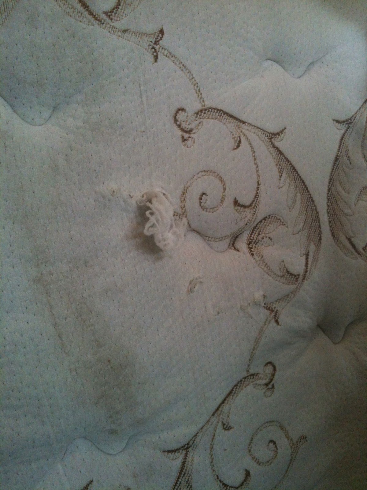 The Great Italian Adventure Saga of the Mattress