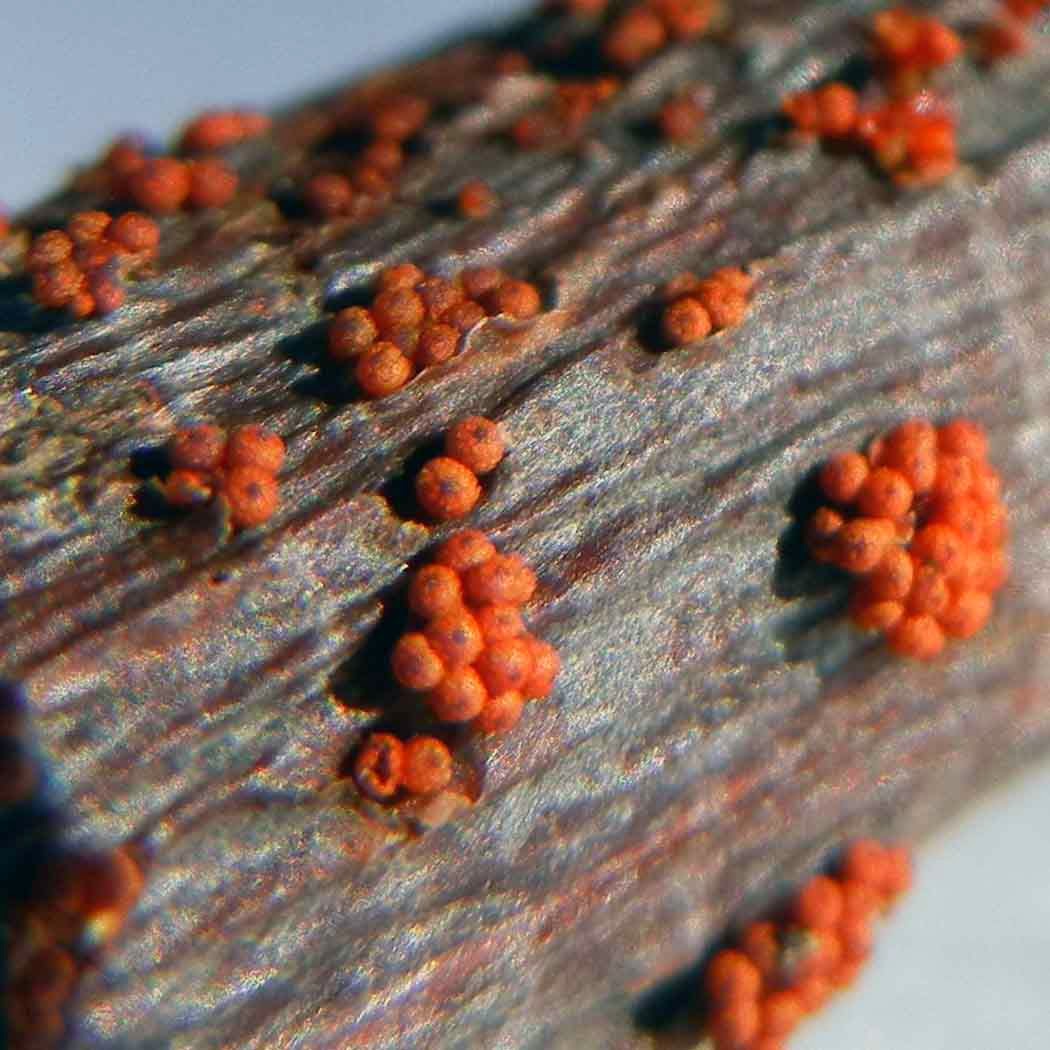 Close-up of orange Pleonectria strobi on white pine