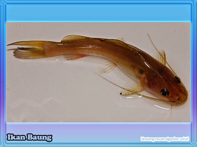 gambar ikan baung