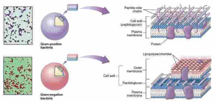 dinding sel bakteri tersusun atas persenyawaan antara polisakarida dan protein