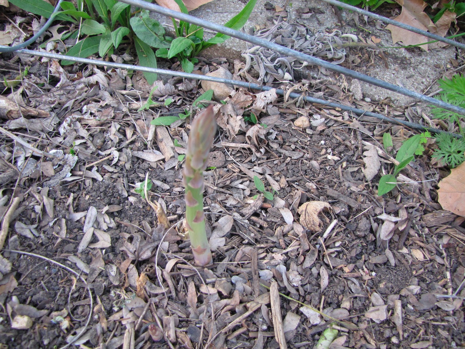 A Corner Garden: Vegetable Garden