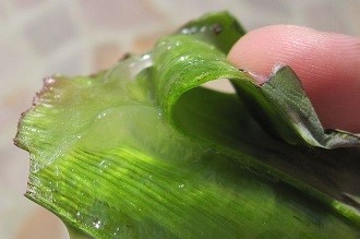 Wow! Ini Yang Terjadi Setelah Rutin Menggosokkan Lidah Buaya ke Wajah Wow! Ini Yang Terjadi Setelah Rutin Menggosokkan Lidah Buaya ke Wajah