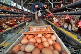 Produktivitas Ayam Petelur Per Hari Dalam Ukuran Normal   