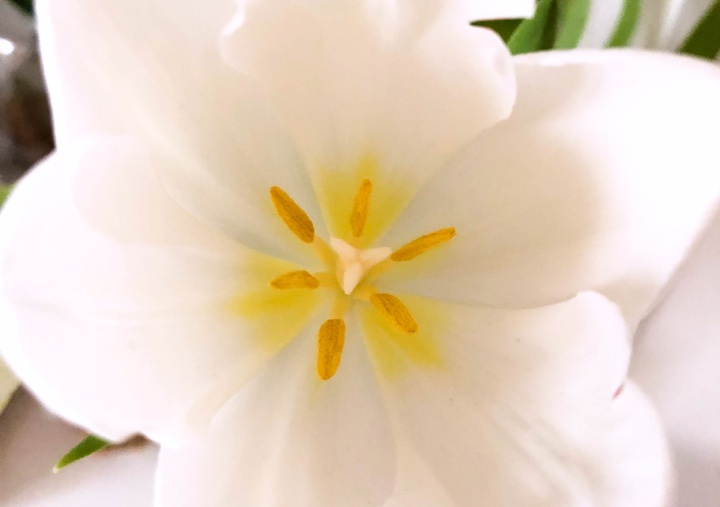 White Tulip, Macro