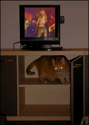 Art Cat GIF • Bodyguard Cat with laser eyes protects dancing Shakira Art Cat GIF • Bodyguard Cat with laser eyes protects dancing Shakira