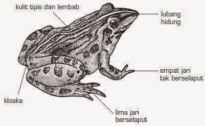 CIRI CIRI HEWAN  KELAS AMFIBI  AMPHIBIA DAN CARA 