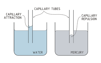 Kapilaritas dan Manfaatnya di Kehidupan