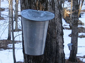 Collecting the Sap