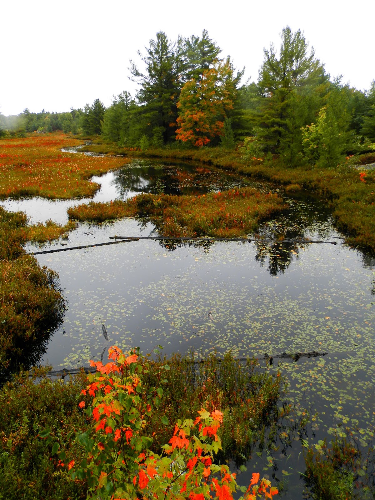 Camping In Ontario Six Mile Lake Provincial Park Site 81