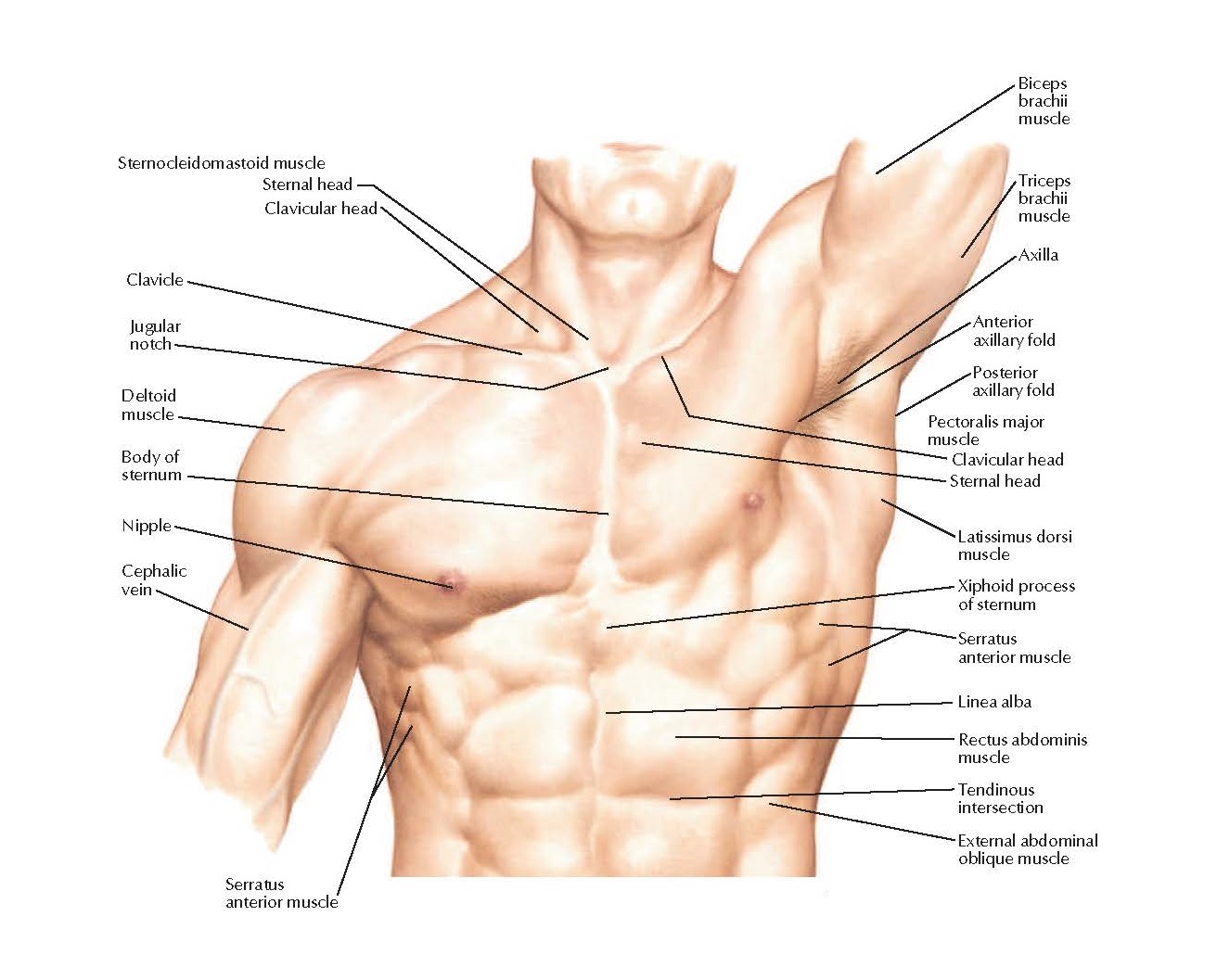 Части тела на груди. Мышцы подмышки анатомия. Части груди человека. Подмышка человека строение. Грудь часть тела.