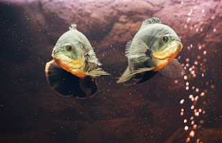 Cara Membedakan Ikan Oscar Jantan dan Betina