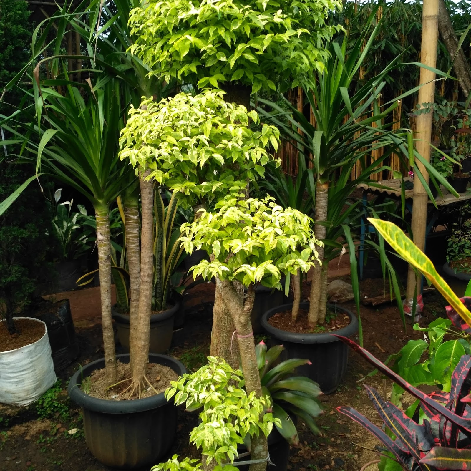 JUAL TANAMAN HIAS | JUAL POHON SIKAS BERBAGAI UKURAN | JUAL POHON