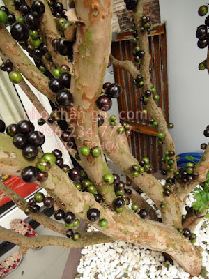Kiến thức về loại cây mới từ Brazil - Nho thân gỗ Nho%2Bthan%2Bgo%2Blau%2Bnam