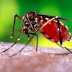 BAHIA / FEIRA DE SANTANA: Sobe para 33 o número de casos de Febre Chikungunya