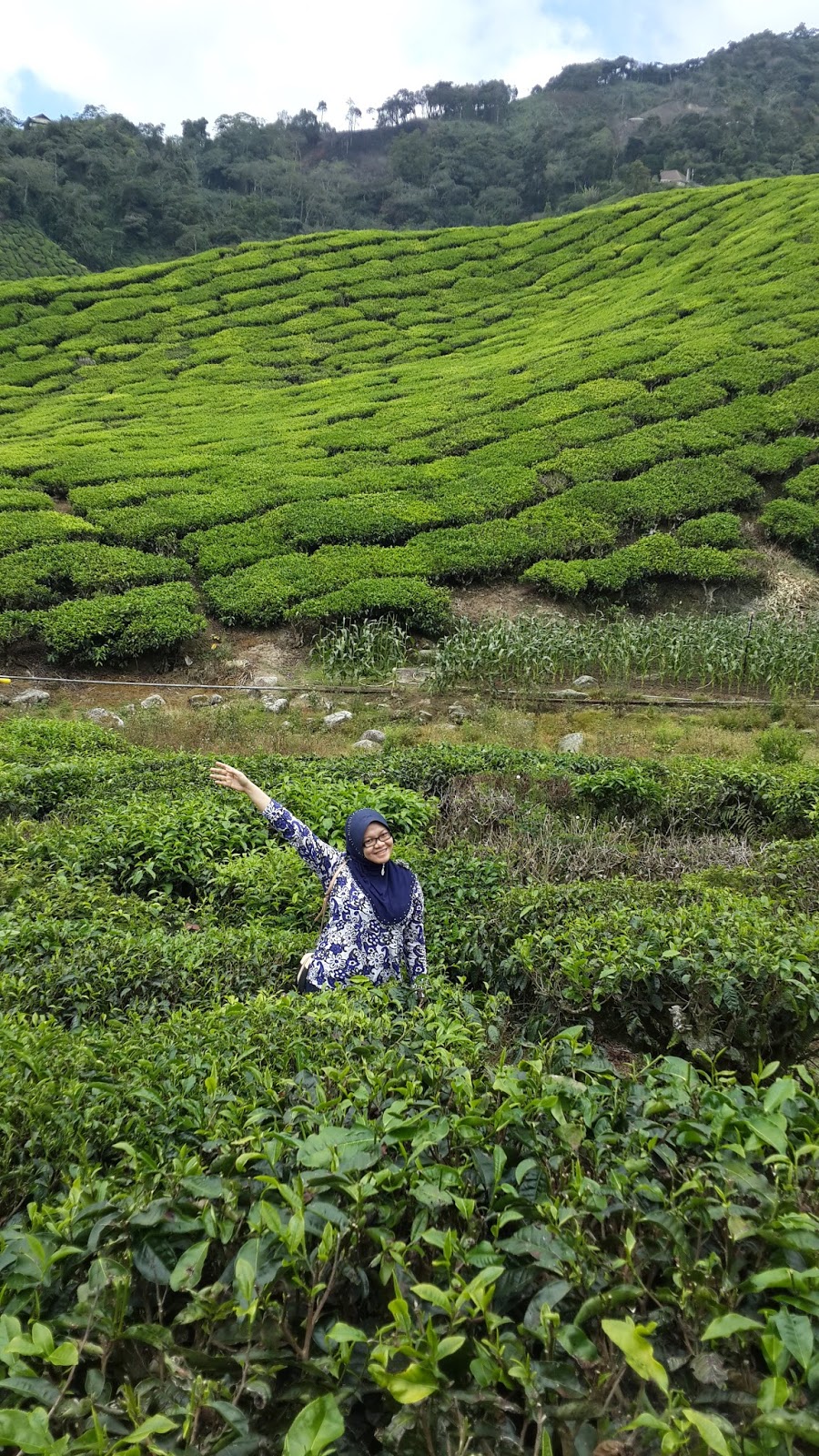 LADANG TEH BOH SUNGAI PALAS (TEMPAT SHOOTING OMBAK RINDU) | NURUL