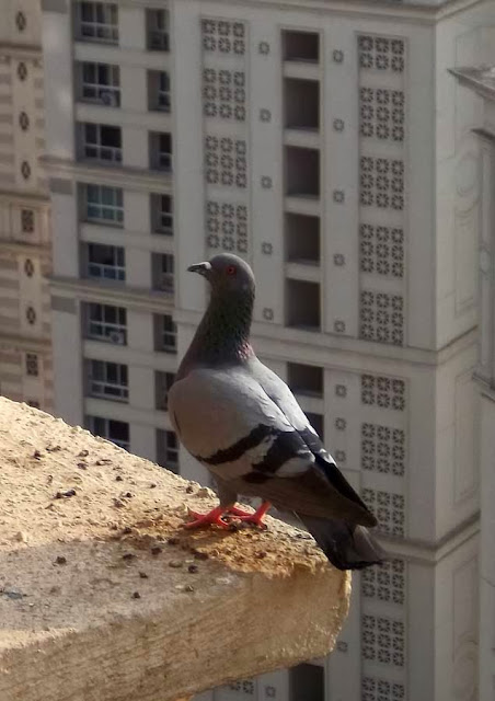 pigeon perched on building ledge