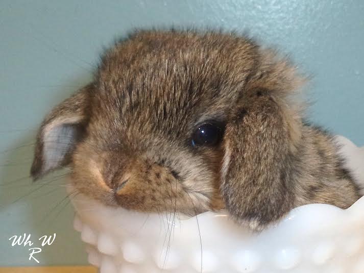 Whitehaven Woods Rabbitry Pedigreed Mini Lops