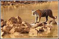 Tadoba National Park Project Tiger Chandrapur District Nagpur Maharashtra