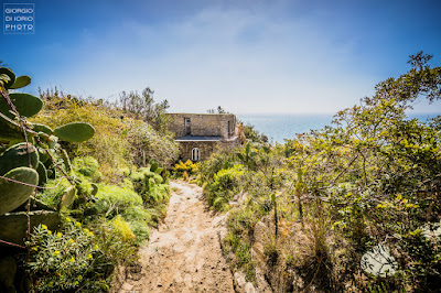 Campagnano Ischia, Grotta Ischia, Isola d' Ischia, Mare Ischia, Monte Vezzi Ischia, Paesaggi Ischitani, Piano Liguori, San Pancrazio Ischia, trekking Ischia, Ulivi Ischia, 