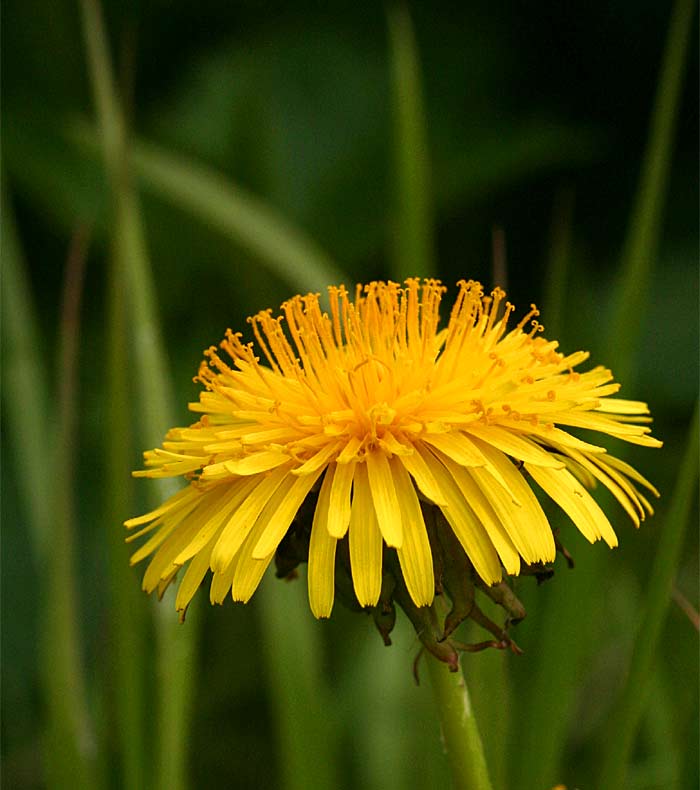 Kijken In De Natuur De Paardenbloem Kijken In De Natuur De Paardenbloem