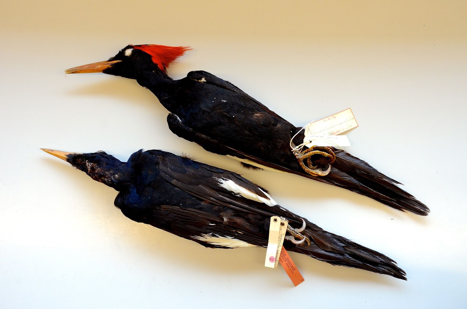 Imperial Dreams: Of Dodos, Darwin—and Imperial Woodpeckers