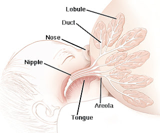 縮胸手術時，只會切除部分的乳腺組織(lobules)，剩下的乳腺(Lobues)仍可藉由乳腺管(Ducts)，將乳汁輸送至乳頭(Nipple)。