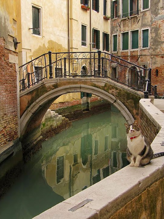 Cats of Venice