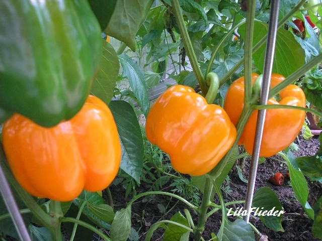 Lila Flieder Garten Februar 2015