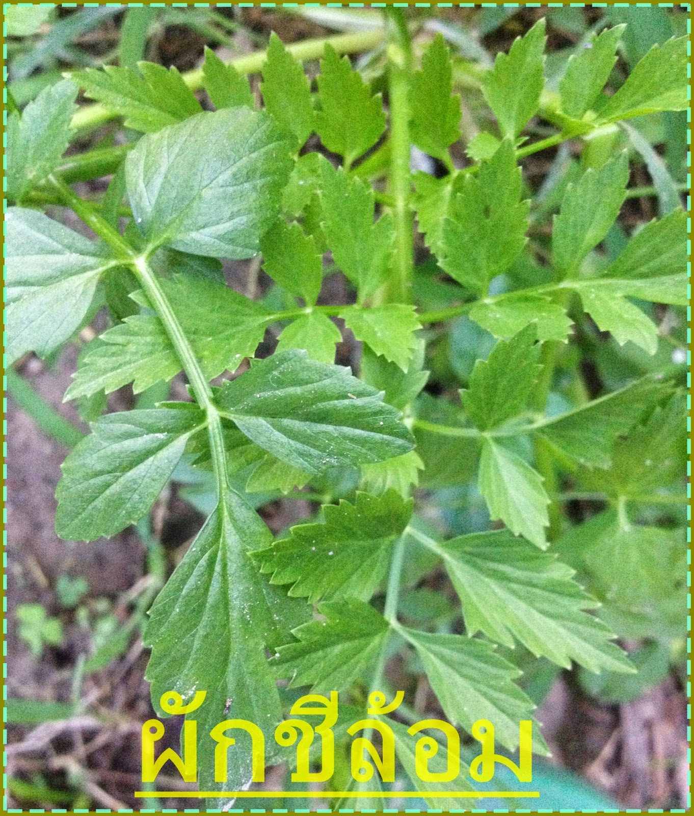 My Image 22
