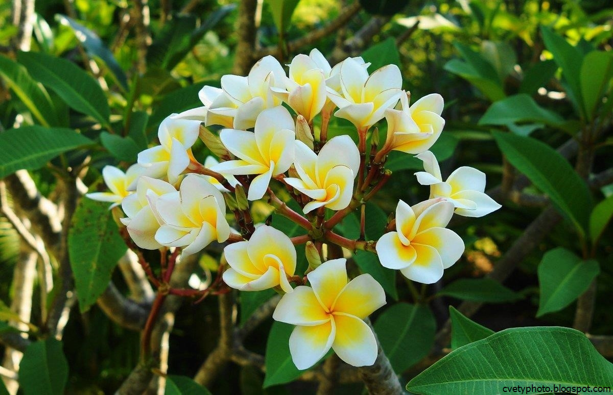 Цветы тайланда