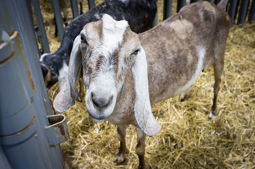 Goat at the York Fair