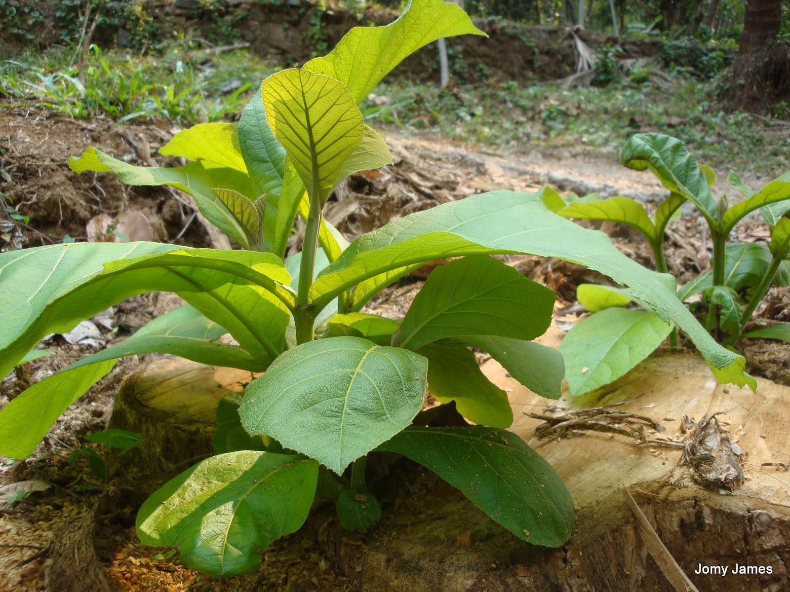 Jomy�s Snaps Teak Wood Plant