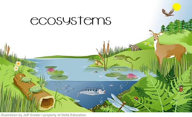 Describe An Ecosystem In Your Own Words