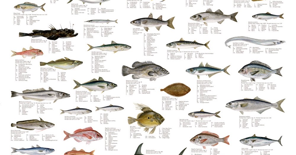 Все рыбы средиземного моря