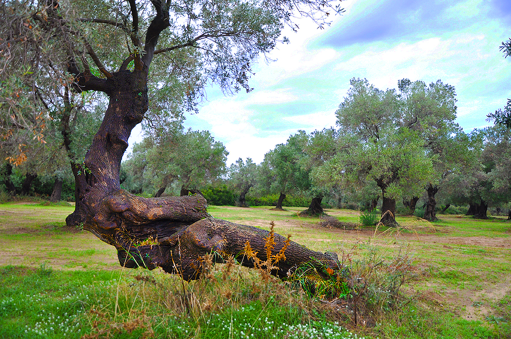 An Ancient Olive Orchard in Old Calabria On the Wine Trail in Italy