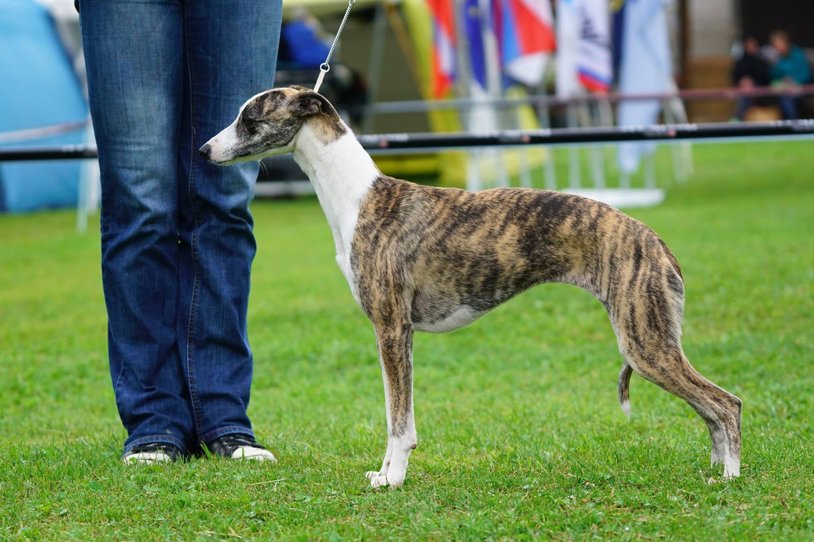 Whippet kennel Tenderline Tessa