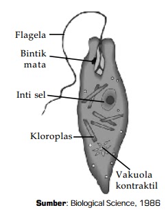 Ciri-Ciri Protista Mirip Tumbuhan (Alga / Ganggang) | Gambar, Contoh, Klasifikasi Protista Mirip Tumbuhan