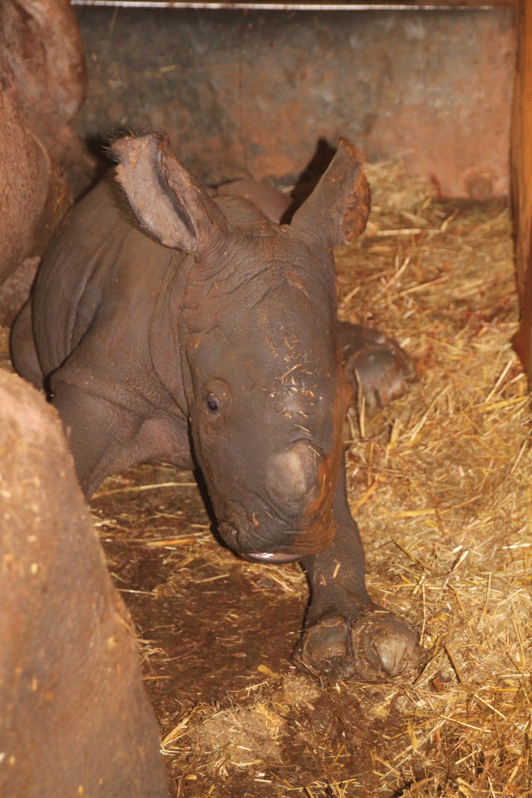 gestation period for white rhino gestation period for white rhino