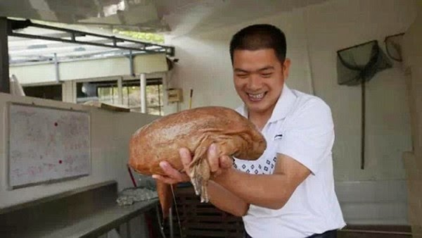 "Ζωντανό Απολίθωμα": Βρέθηκε σπάνια σαλαμάνδρα - Ζούσε πριν από 170 εκατομμύρια χρόνια