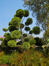 Cloud pruning Seuss Landing Universal Studios Orlando by garden muses-not another Toronto garden blog