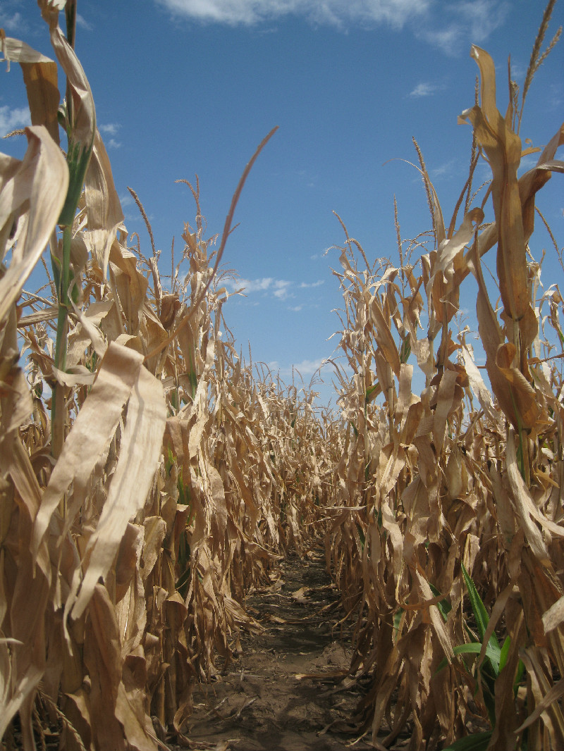 Alta on the Farm: Corn Farming 101 (Lesson 2 - Harvest)