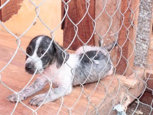 ONG fará ação para proteger cães e gatos em abrigo durante queima de fogos no Réveillon em Macapá (Foto: Anjos Protetores/Divulgação)