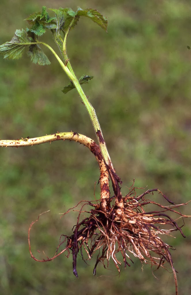 Species of UK: Week 31: Bramble (‘Rubus fruticosus’)