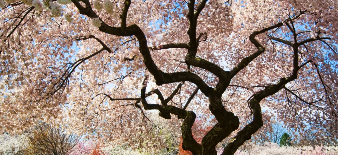 Endangered New Jersey Cherry Blossom Festival Bigger in New Jersey