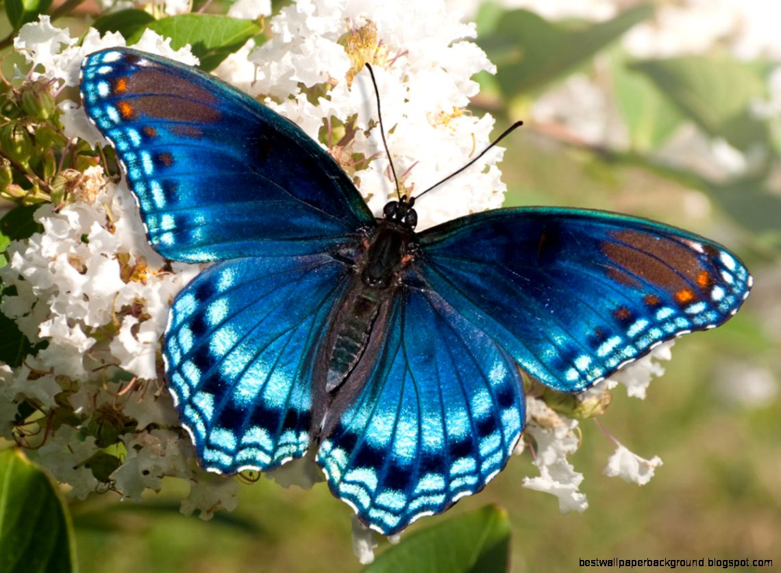 Meaning of Butterfly Spirit Animal   Wild Gratitude