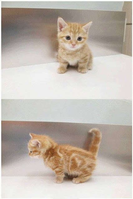 Ini Dia Keimutan Kucing Berkaki Pendek, Simak Ulasannya!