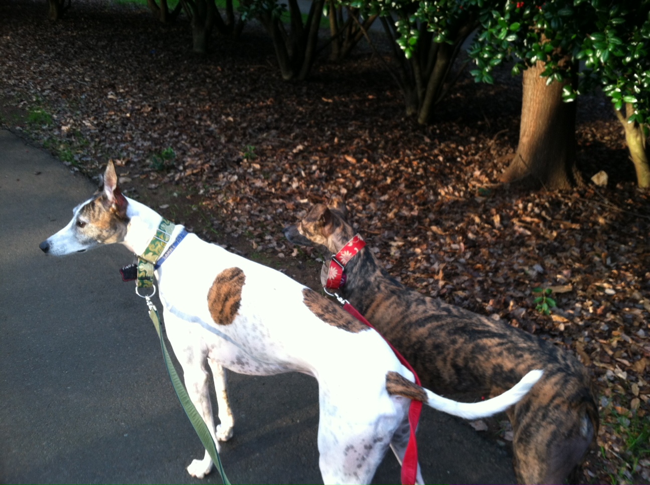 Pawstcards from Hampton Roads Cherry Park, Rock Hill SC