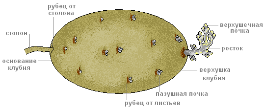 Сортообновление картофеля