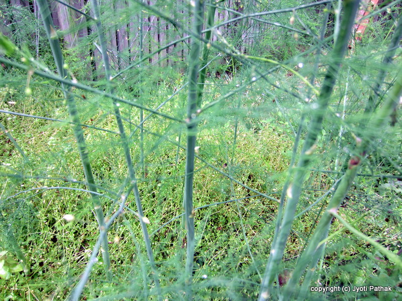 Taste of Nepal Asparagus Kurelo (कुरीलो)