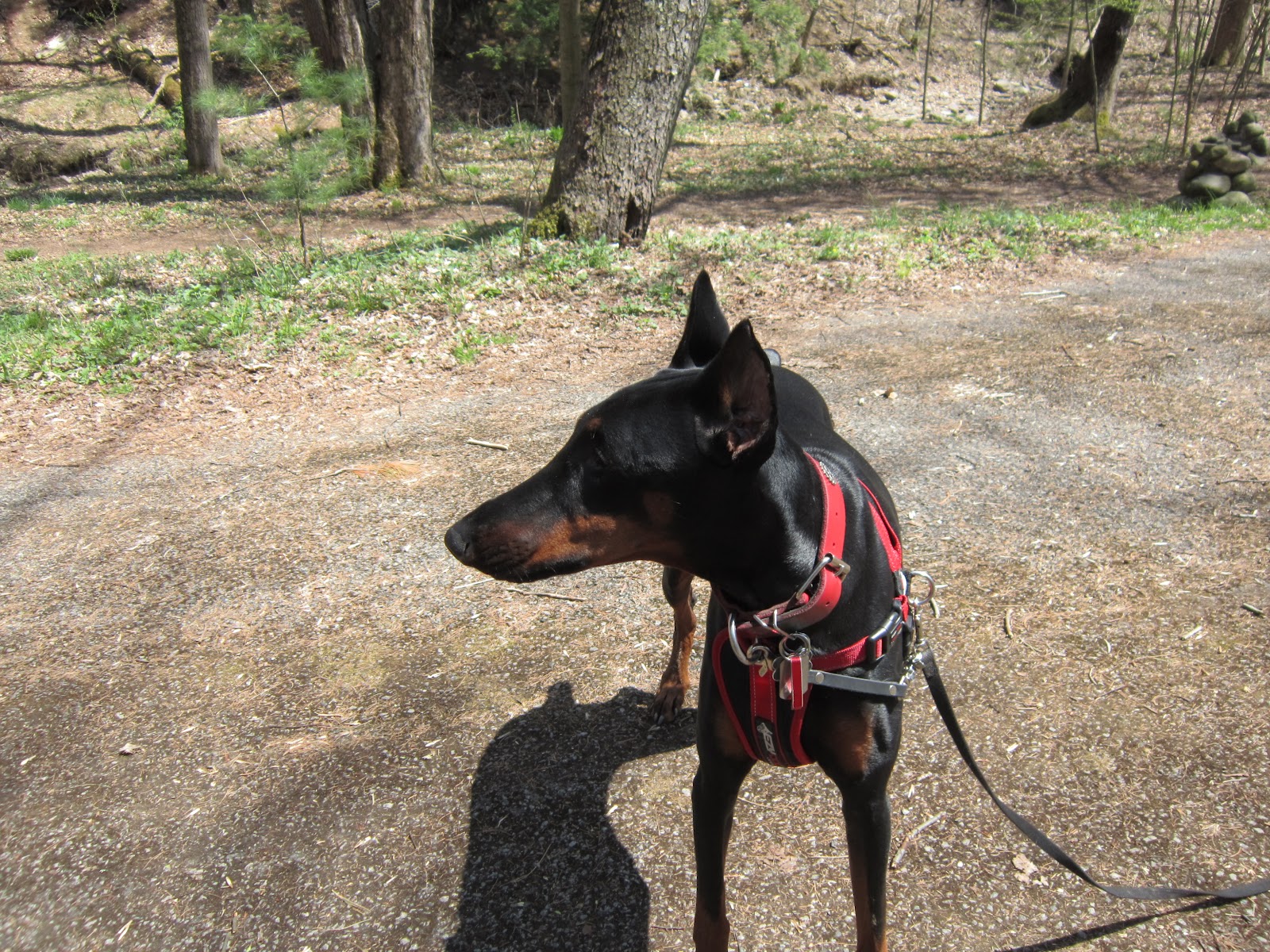 The Elka Almanac The Doberman Size Matters